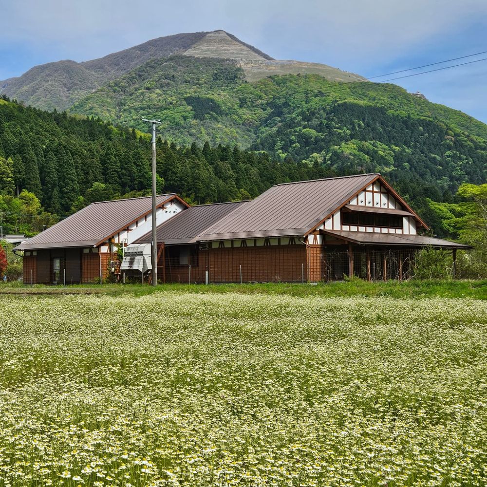 カモミールの花畑の向こうに建つお店と伊吹山(5月)
