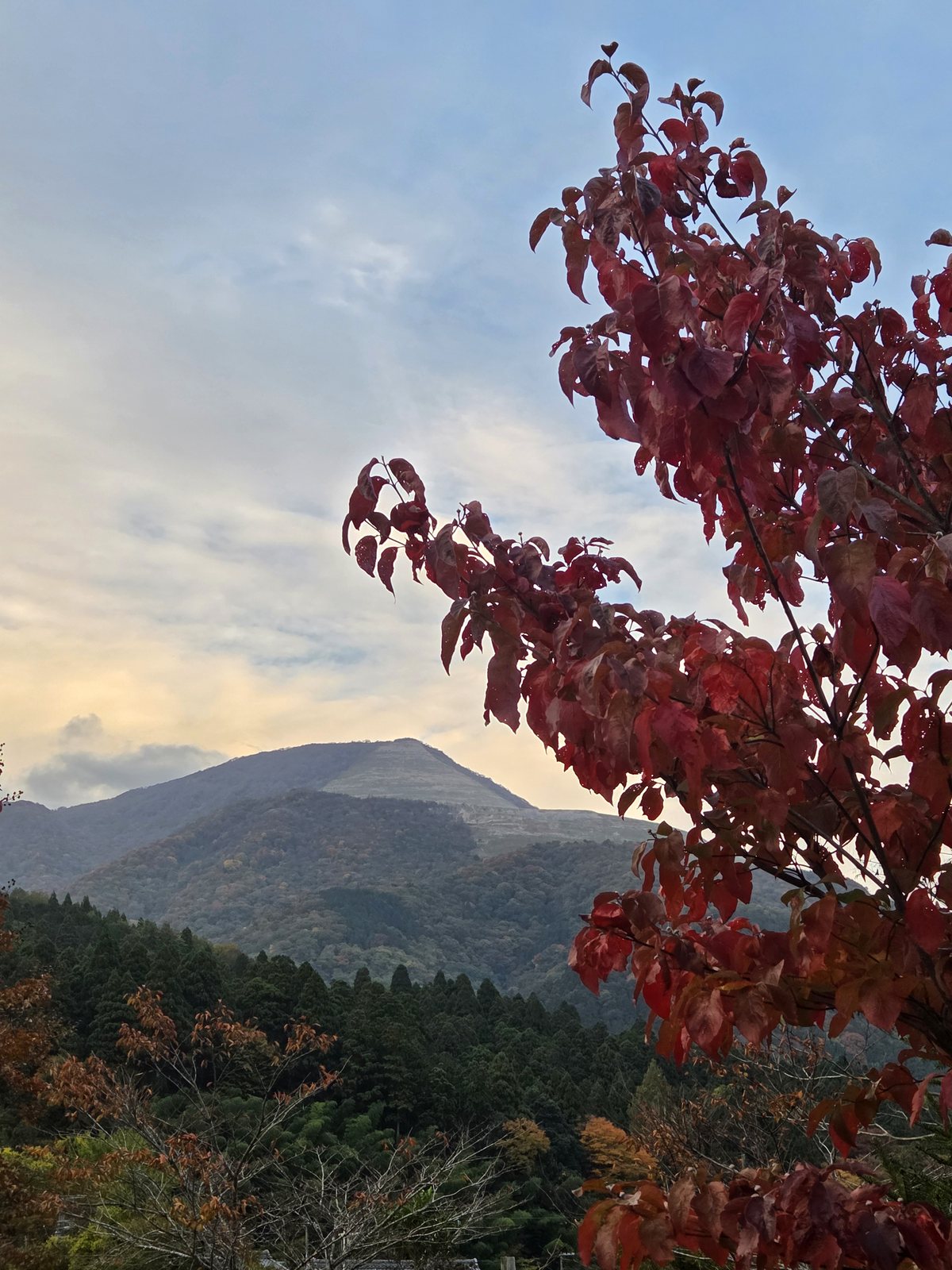 赤く色づいた葉の向こうに見える伊吹山（2025年11月）