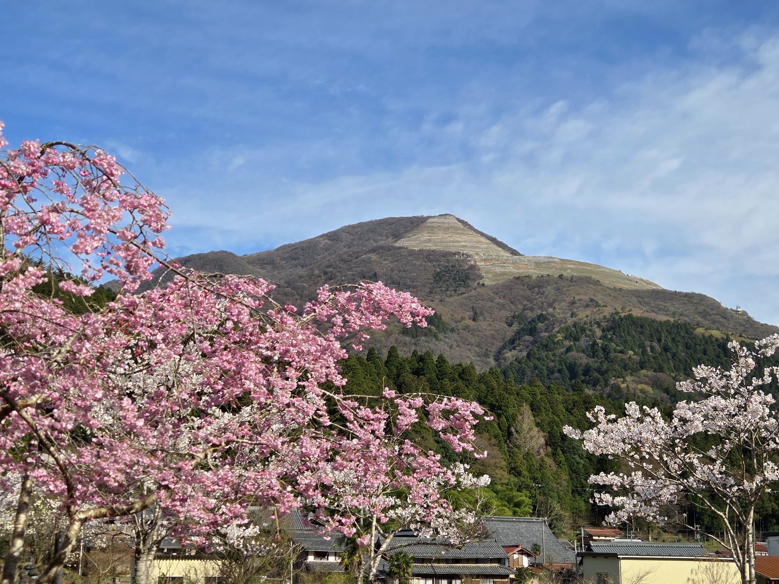 敷地内の桜の向こうに見える伊吹山（4月）