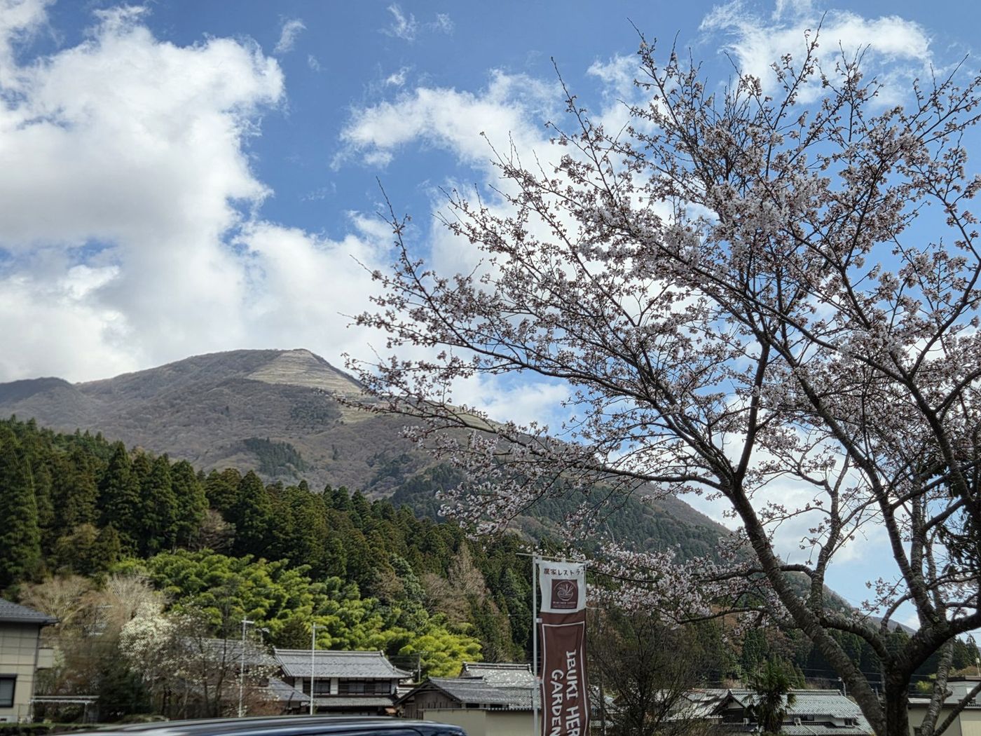 桜と伊吹山