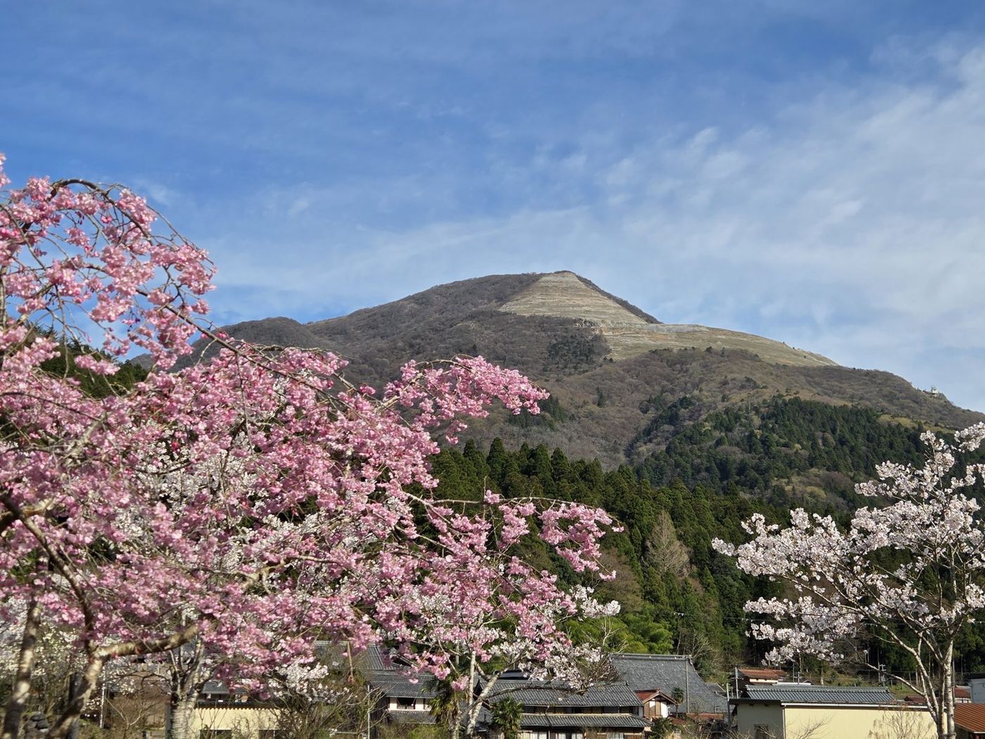 八重桜と伊吹山